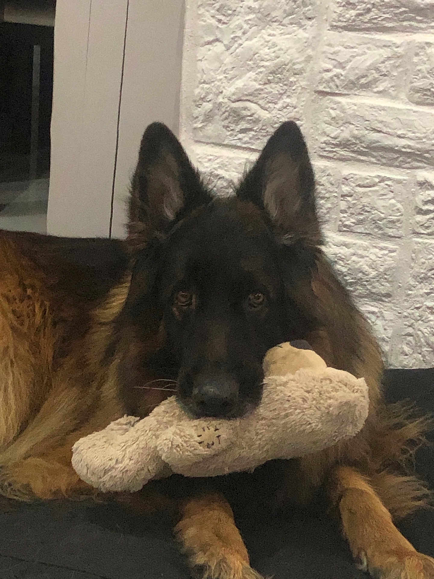 Oslo a rejoint le concours — aidez-le/la à gagner de superbes lots ! dog, german_shepherd, plush_toy, indoor, pet, animal, lying_down, fur, ears, muzzle, brown, black, floor, toy, calm, looking, close_up, home, domestic, resting