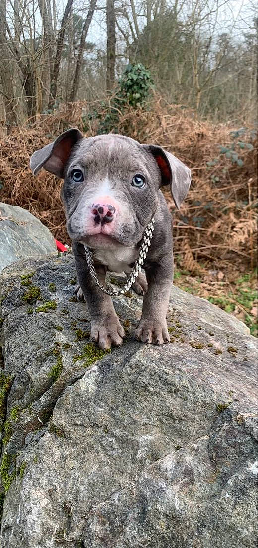Activo participe au concours pour gagner de l'argent avec cette photo : canidae, carnivore, companion_dog, dog, dog_breed, fawn, grass, non_sporting_group, rock, snout, sporting_group, terrestrial_animal, whiskers, working_animal, working_dog