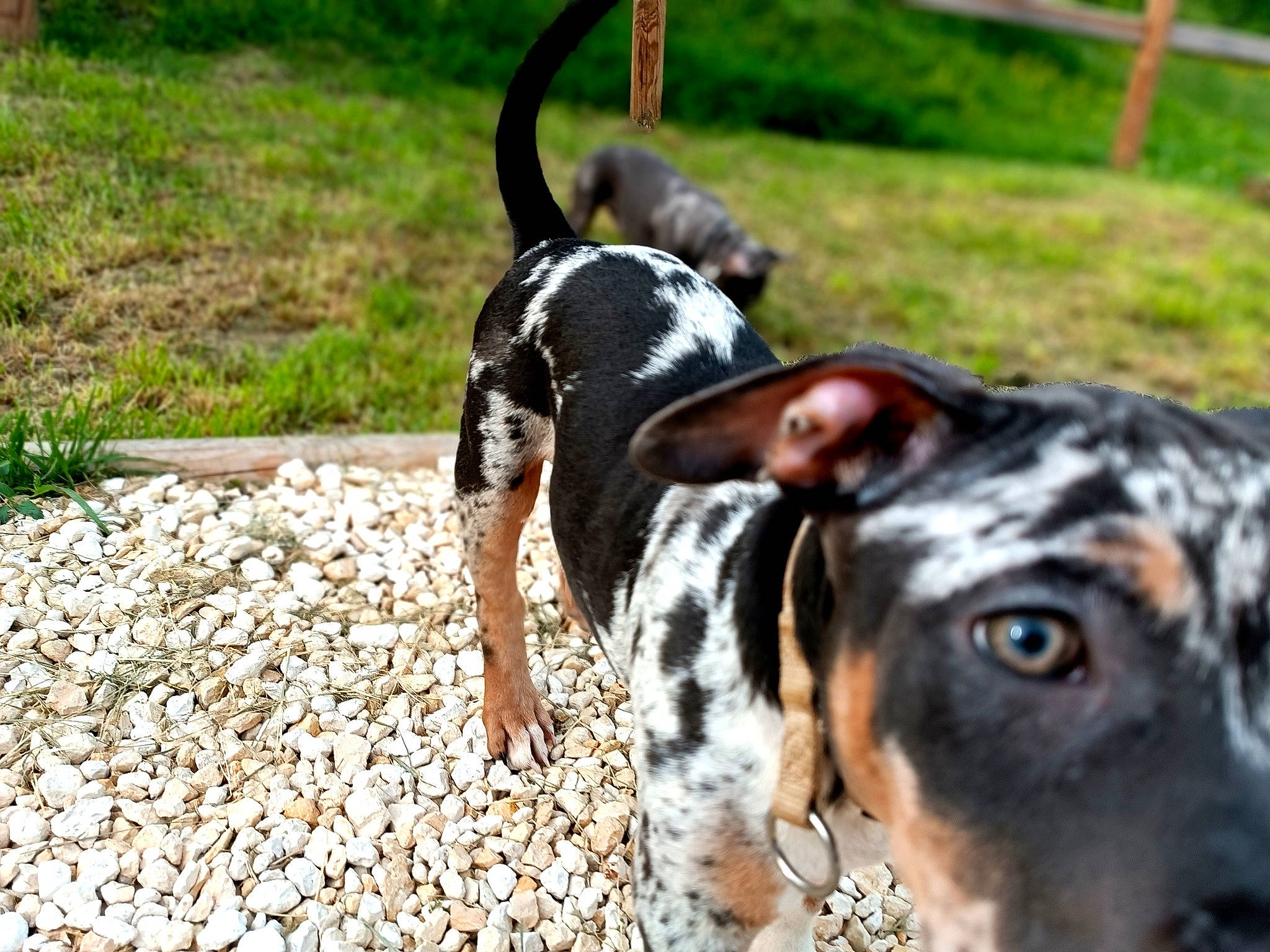 Carat participe au concours pour gagner de l'argent avec cette photo : art, canidae, carnivore, collar, companion_dog, dog, dog_breed, dog_collar, dog_supply, fawn, grass, landscape, plant, snout, sporting_group, tail, terrestrial_animal, whiskers, working_animal, working_dog