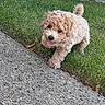 animal, canine, curly_fur, cute, daytime, dog, fur, grass, happy, lawn, nature, outdoor, pet, playful, puppy, sidewalk, small_dog, tail, tongue_out, walking