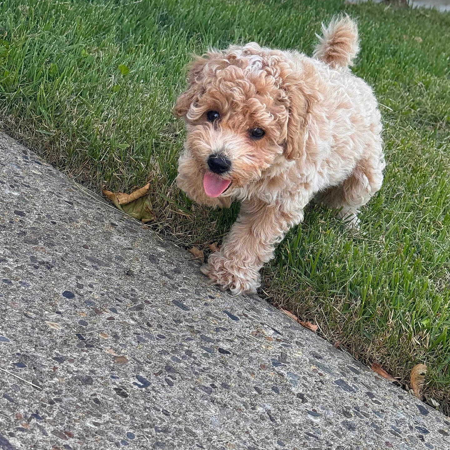 Mateo