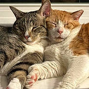 Alfie And Pop joined the competition — help win amazing prizes! adorable, animal, cat, closeup, companion, cozy, cute, friendship, fur, indoors, orange_cat, paw, pets, relaxation, resting, sleeping, snuggling, sunlight, tabby_cat, whiskers