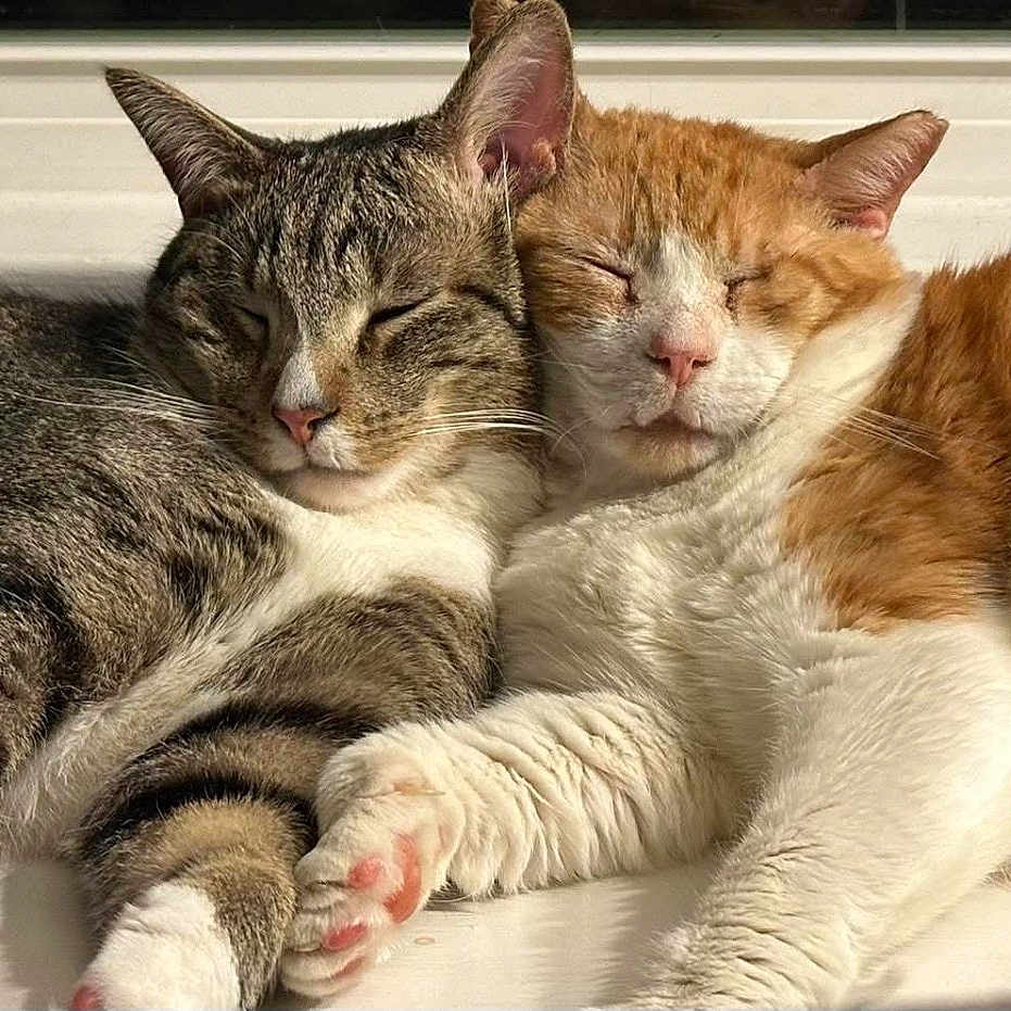 Alfie And Pop joined the competition — help win amazing prizes! adorable, animal, cat, closeup, companion, cozy, cute, friendship, fur, indoors, orange_cat, paw, pets, relaxation, resting, sleeping, snuggling, sunlight, tabby_cat, whiskers