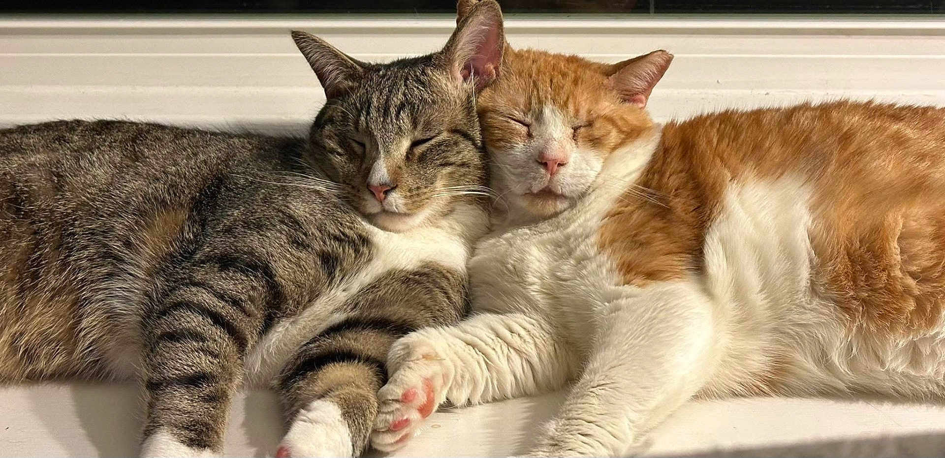 Alfie And Pop joined the competition — help win amazing prizes! adorable, animal, cat, closeup, companion, cozy, cute, friendship, fur, indoors, orange_cat, paw, pets, relaxation, resting, sleeping, snuggling, sunlight, tabby_cat, whiskers