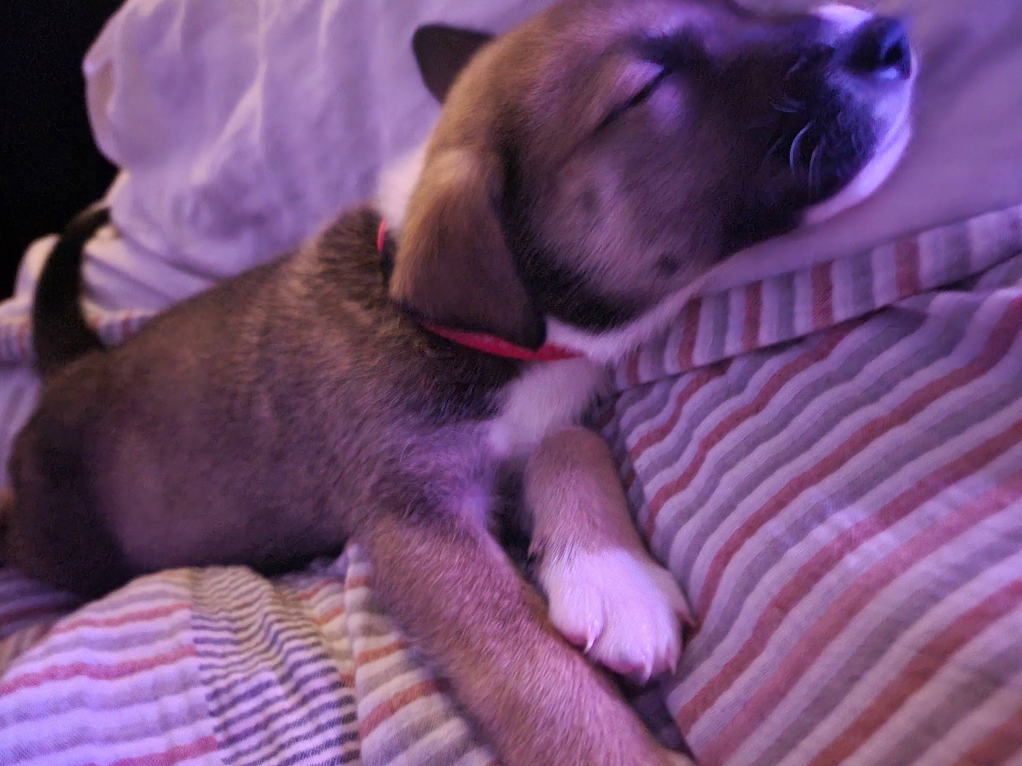 Athena is registered to the contest to win money with this photo: canidae, carnivore, comfort, companion_dog, dog, dog_breed, fawn, fur, linens, liver, magenta, nap, sleep, snout, sporting_group, terrestrial_animal, toy_dog, whiskers, working_animal, wrinkle