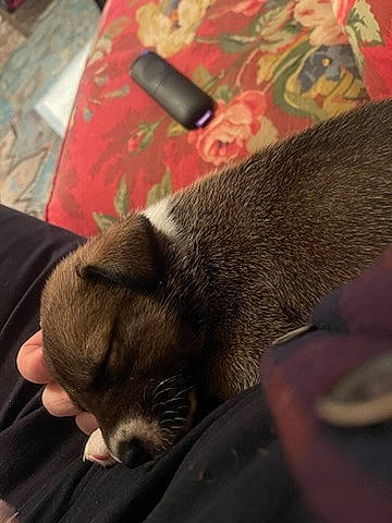 Athena joined the competition — help win amazing prizes! canidae, carnivore, cat, claw, comfort, companion_dog, dog_breed, domestic_short_haired_cat, fawn, felidae, finger, fur, gesture, grey, human_leg, paw, small_to_medium_sized_cats, sporting_group, tail, whiskers