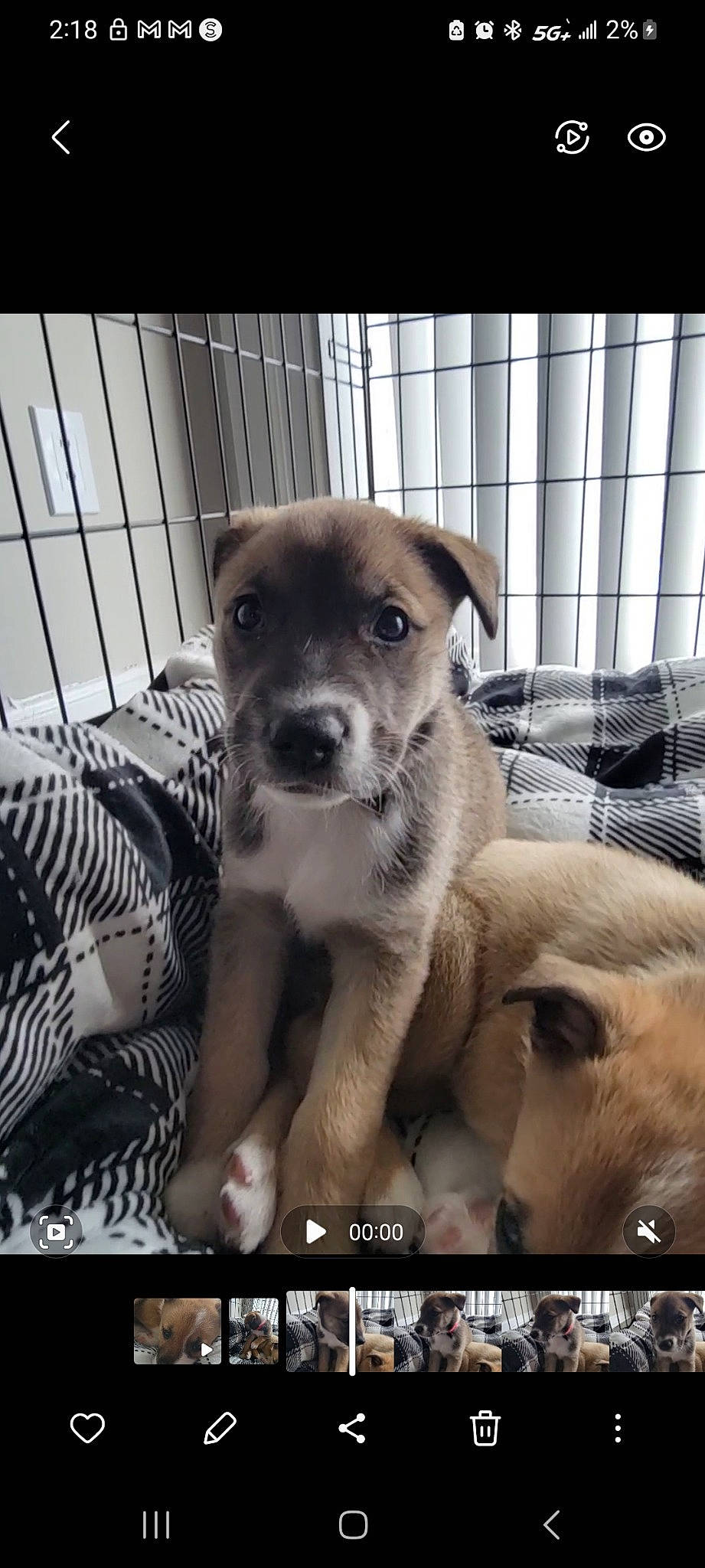 Athena is registered to the contest to win money with this photo: animal_shelter, comfort, companion_dog, dog, dog_breed, dog_supply, font, fur, mammal, paw, pet_supply, photo_caption, photography, snapshot, street_dog, terrestrial_animal, toy_dog, vertebrate, whiskers, working_animal