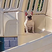 Roxie Rocs joined the competition — help win amazing prizes! dog, french_bulldog, playground, slide, plastic, outdoor, pet, sunlight, shadow, animal, sitting, curious, beige, structure, daylight, wall, quiet, alone, background, park