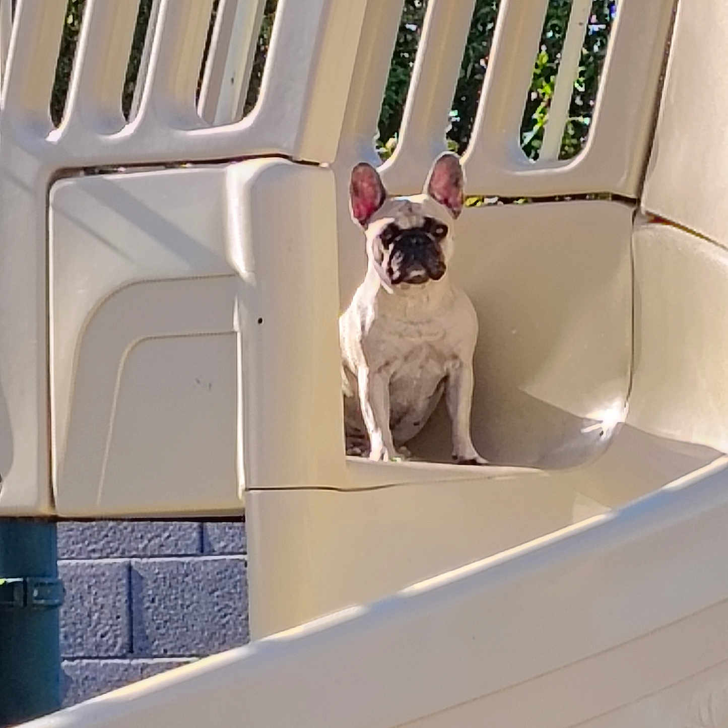 Roxie Rocs joined the competition — help win amazing prizes! alone, animal, background, beige, curious, daylight, dog, french_bulldog, outdoor, park, pet, plastic, playground, quiet, shadow, sitting, slide, structure, sunlight, wall