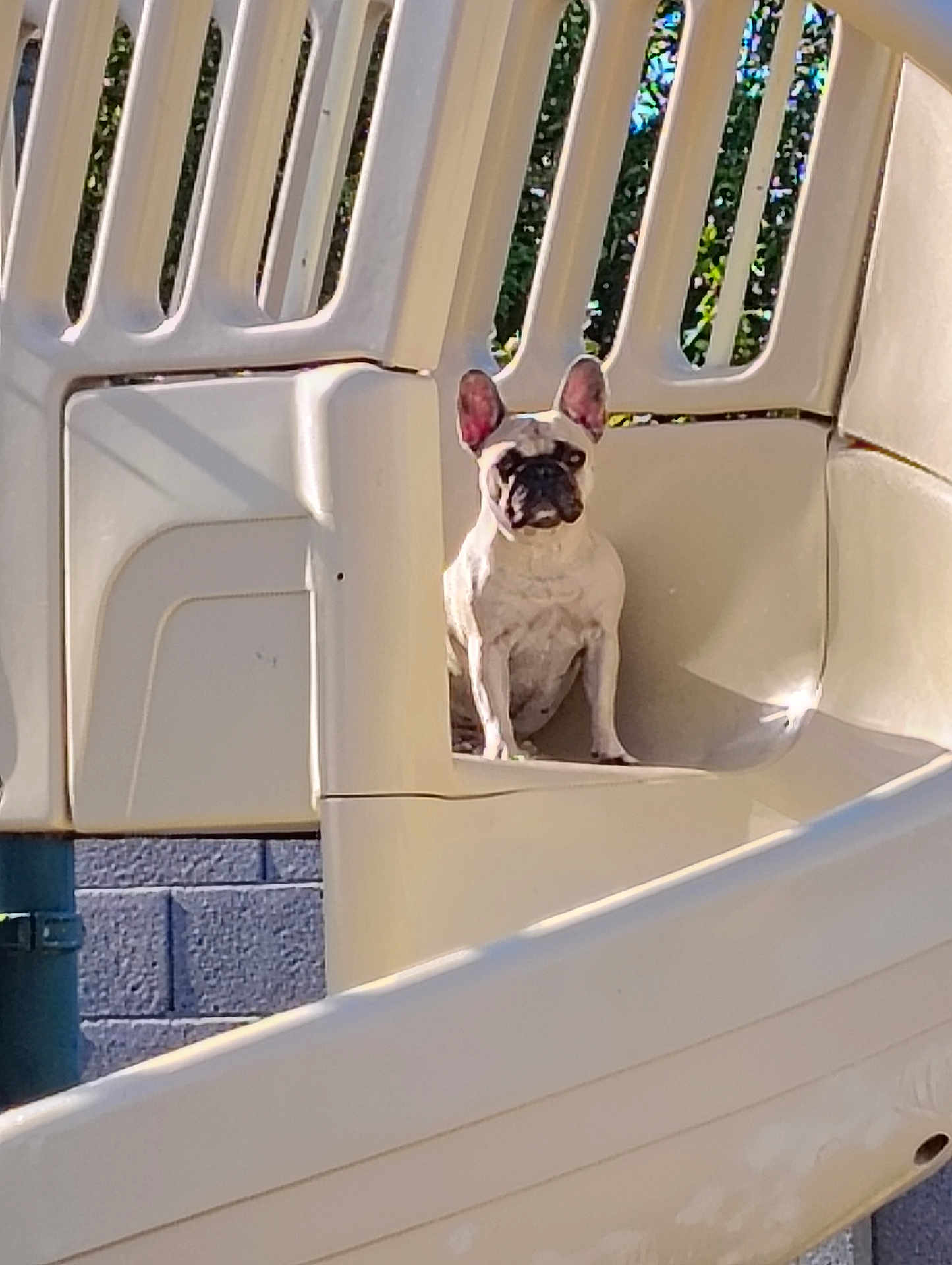Roxie Rocs joined the competition — help win amazing prizes! dog, french_bulldog, playground, slide, plastic, outdoor, pet, sunlight, shadow, animal, sitting, curious, beige, structure, daylight, wall, quiet, alone, background, park