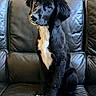 Eve is registered to the contest to win money with this photo: puppy, dog, black_and_white, leather_couch, pet, indoor, sitting, fur, cute, head_tilt, animal, young_dog, portrait, paw, looking, attention, friendly, companion, domestic_animal, household