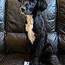 Eve joined the competition — help win amazing prizes! dog, puppy, black_fur, white_fur, leather_couch, indoor, pet, sitting, curious, head_tilt, paw, fur, animal, cute, young_dog, companion, domestic, friendly, portrait, cozy