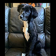 Eve joined the competition — help win amazing prizes! dog, puppy, black_dog, white_markings, leather_couch, indoor, pet, animal, cute, sitting, fur, ears, eyes, head_tilt, home, living_room, portrait, canine, companion, adorable