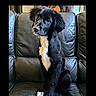 dog, puppy, black_dog, white_markings, leather_couch, indoor, pet, animal, cute, sitting, fur, ears, eyes, head_tilt, home, living_room, portrait, canine, companion, adorable