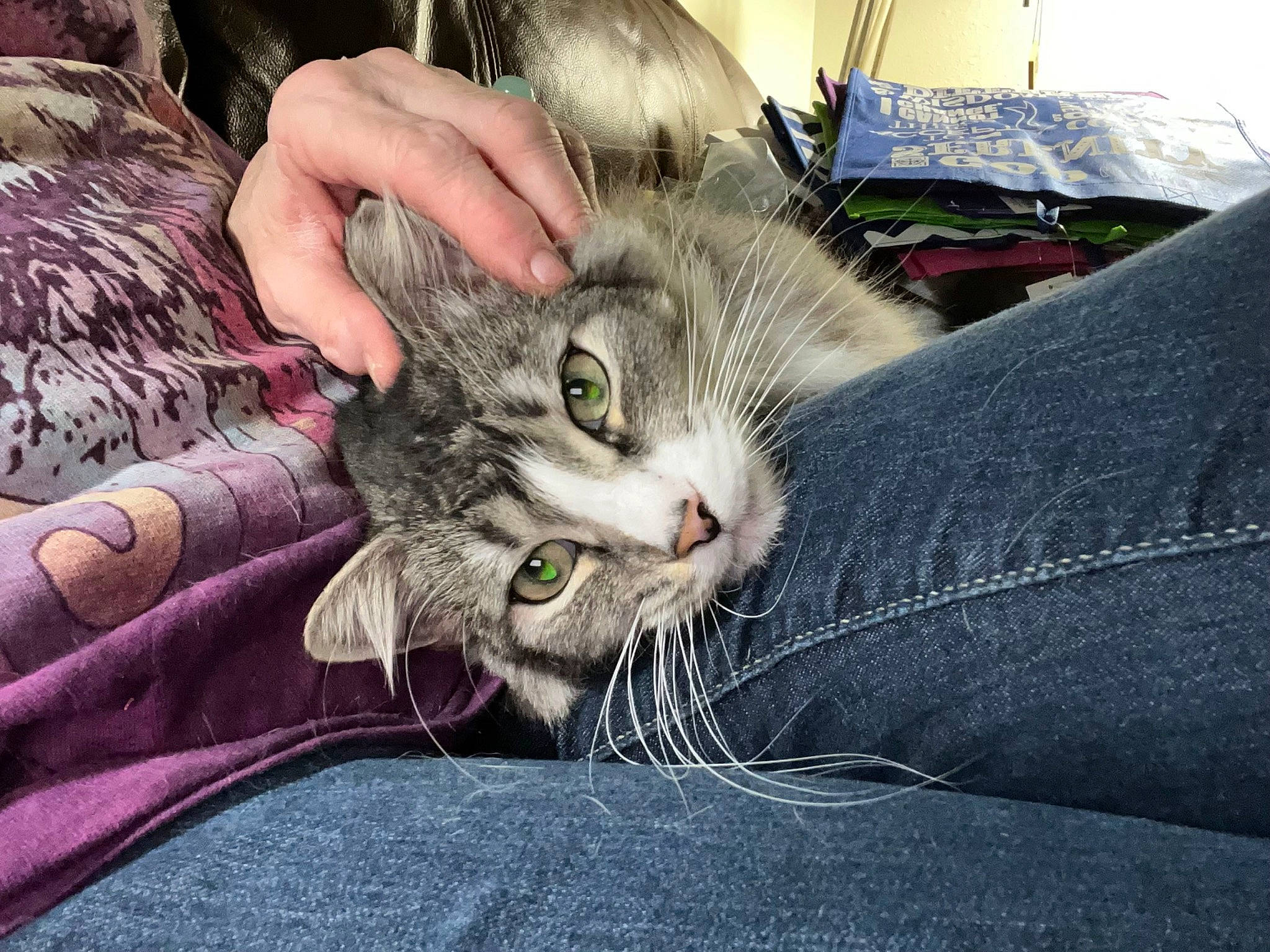 Sterling is registered to the contest to win money with this photo: carnivore, cat, claw, comfort, domestic_short_haired_cat, ear, felidae, fur, gesture, grass, nail, paw, small_to_medium_sized_cats, snout, tail, whiskers