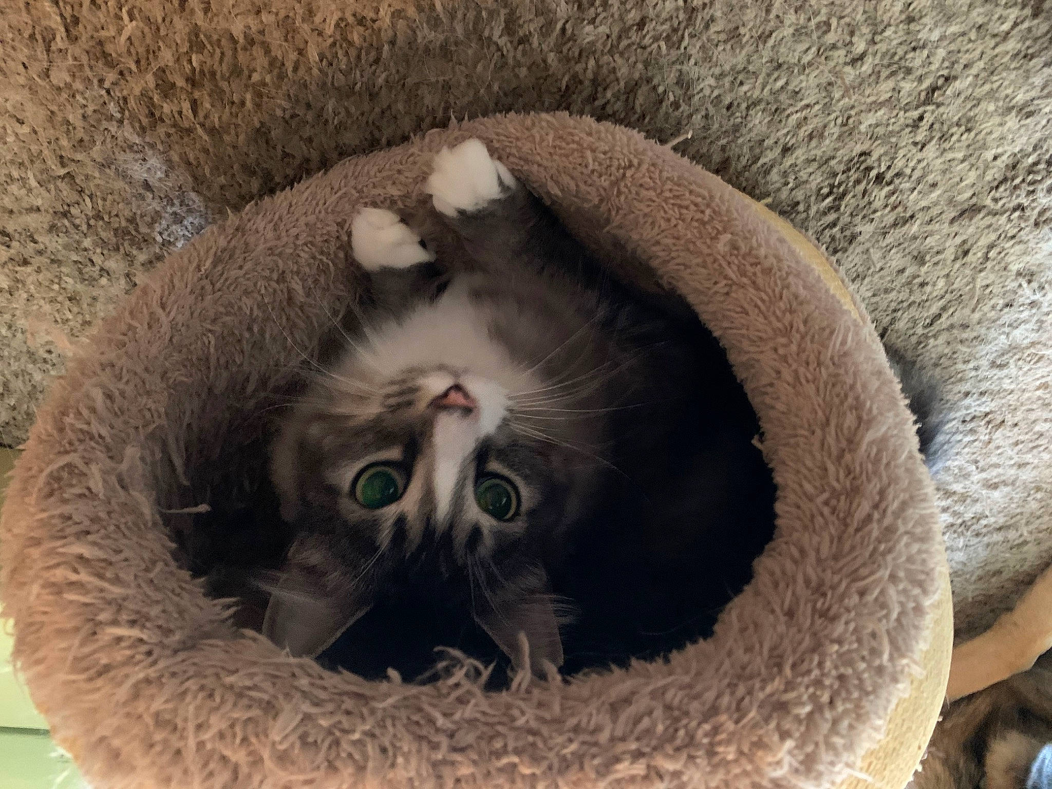 Sterling joined the competition — help win amazing prizes! carnivore, cat, cat_bed, cat_supply, domestic_short_haired_cat, felidae, fur, paw, plant, small_to_medium_sized_cats, snout, terrestrial_animal, whiskers, wildlife