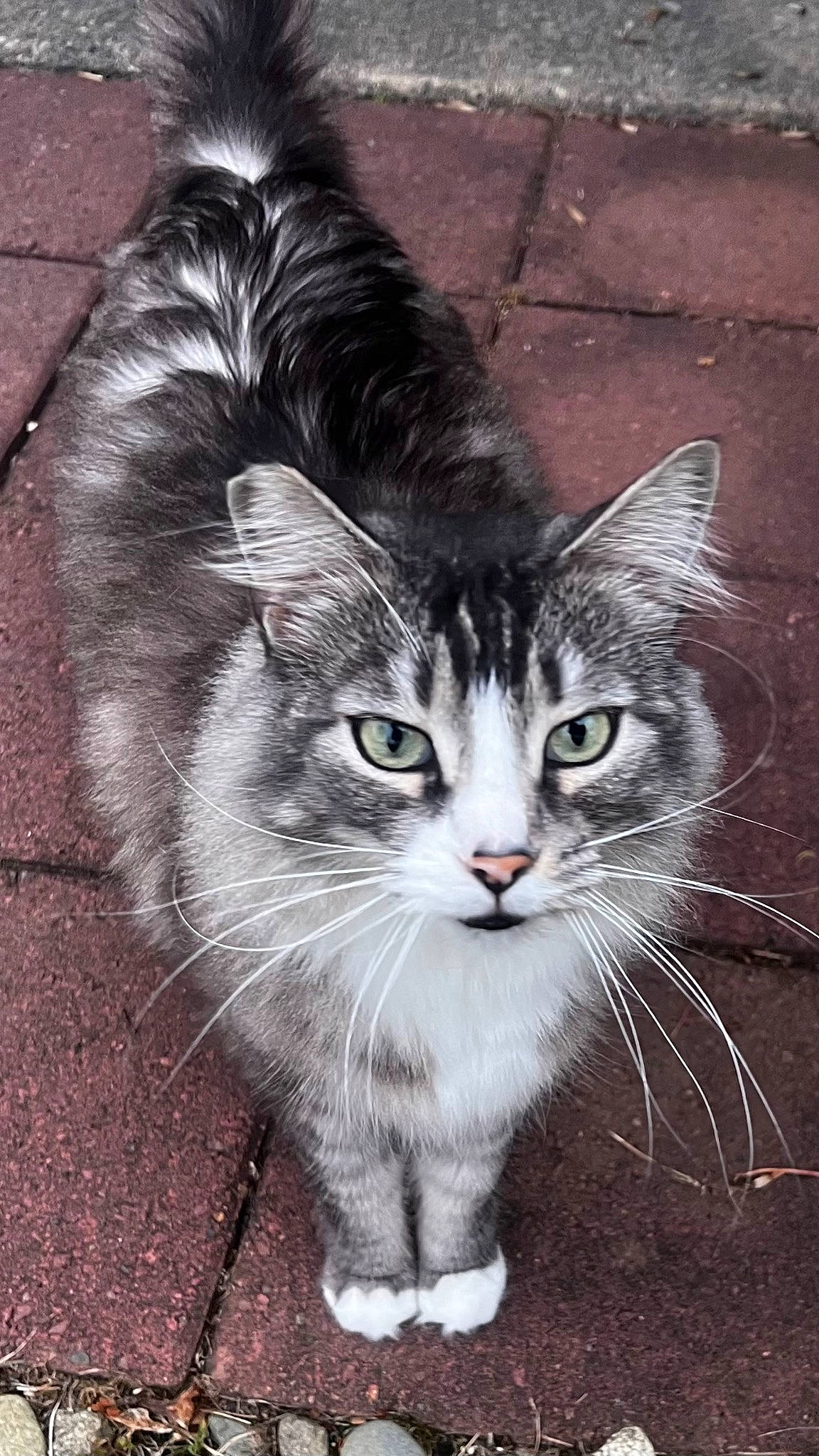 Sterling is registered to the contest to win money with this photo: carnivore, cat, domestic_short_haired_cat, felidae, fur, grey, road_surface, small_to_medium_sized_cats, snout, tail, terrestrial_animal, whiskers, window