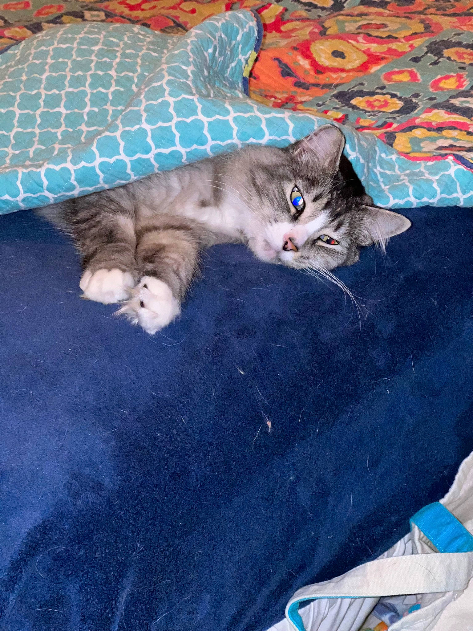 Sterling is registered to the contest to win money with this photo: blanket, blue, carnivore, cat, comfort, domestic_short_haired_cat, electric_blue, felidae, fur, grey, linens, pattern, quilt, small_to_medium_sized_cats, tail, textile, whiskers
