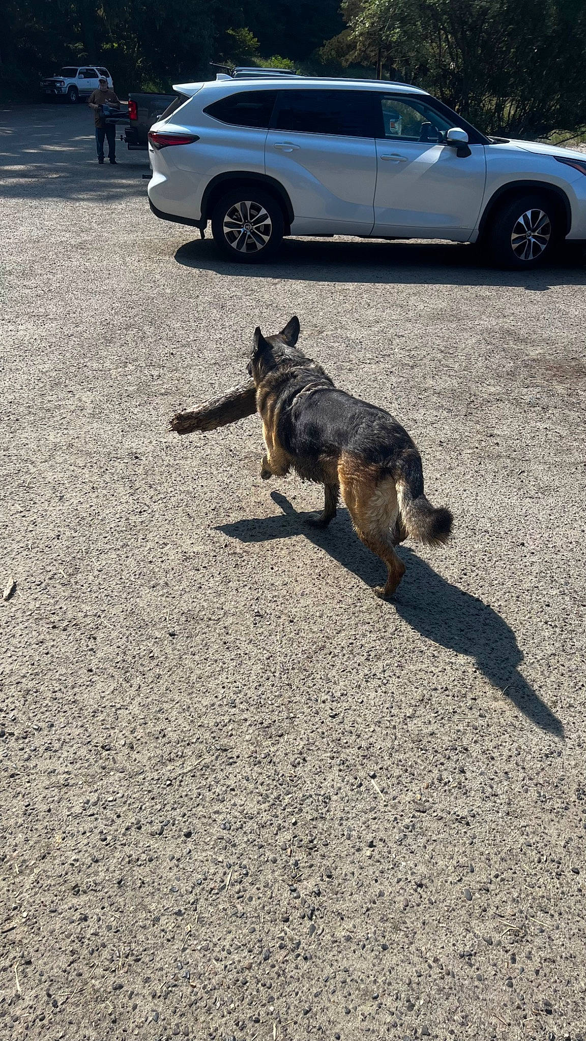 Anni is registered to the contest to win money with this photo: asphalt, automotive_exterior, automotive_tire, car, carnivore, dog_breed, fawn, felidae, fender, hood, parking, road, road_surface, sidewalk, small_to_medium_sized_cats, tints_and_shades, tire, vehicle, vehicle_door, wheel