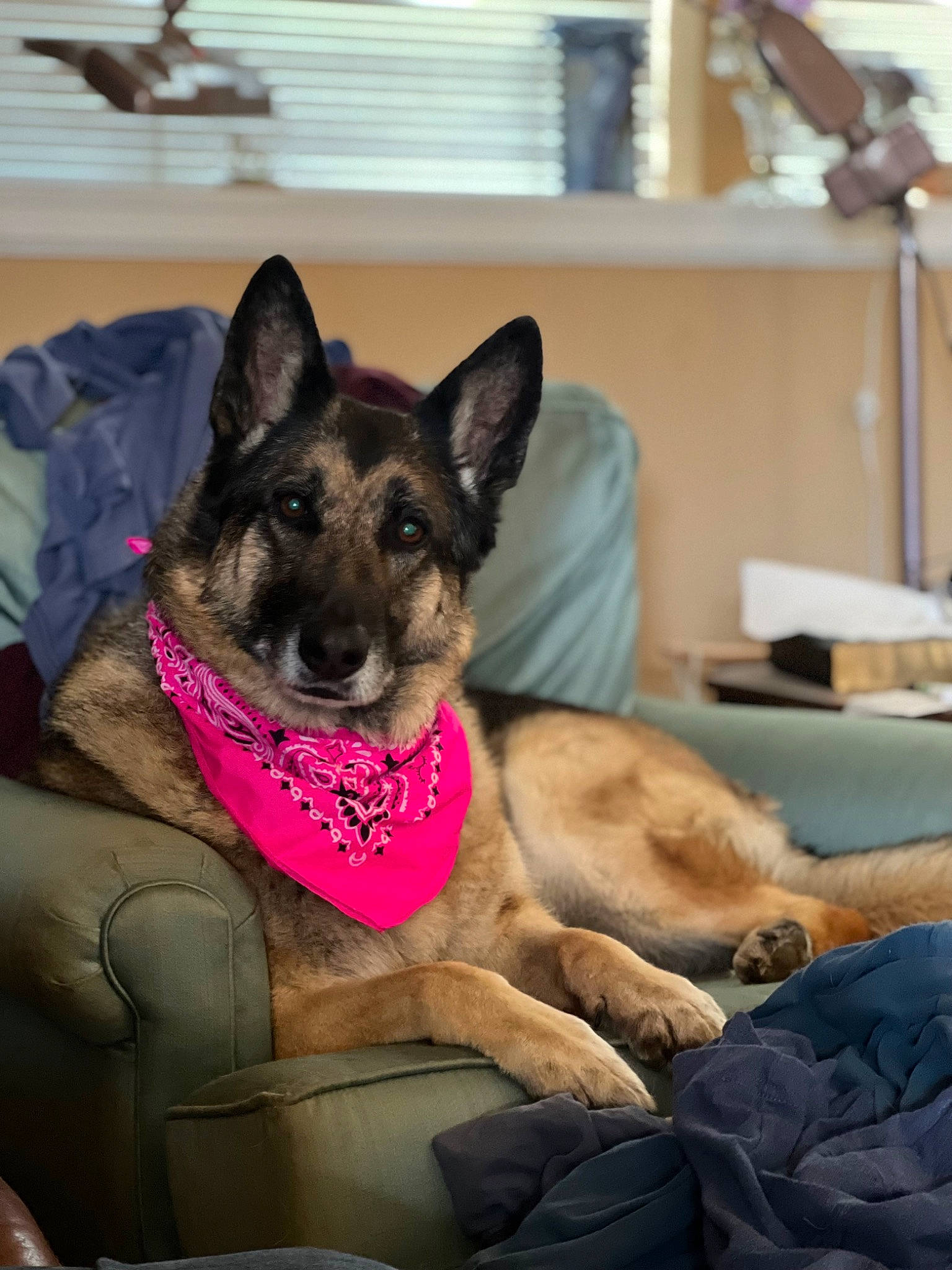 Anni joined the competition — help win amazing prizes! canidae, carnivore, collar, comfort, companion_dog, dog, dog_breed, dog_supply, ear, east_european_shepherd, fawn, fur, german_shepherd_dog, herding_dog, non_sporting_group, sitting, snout, sporting_group, working_animal, working_dog