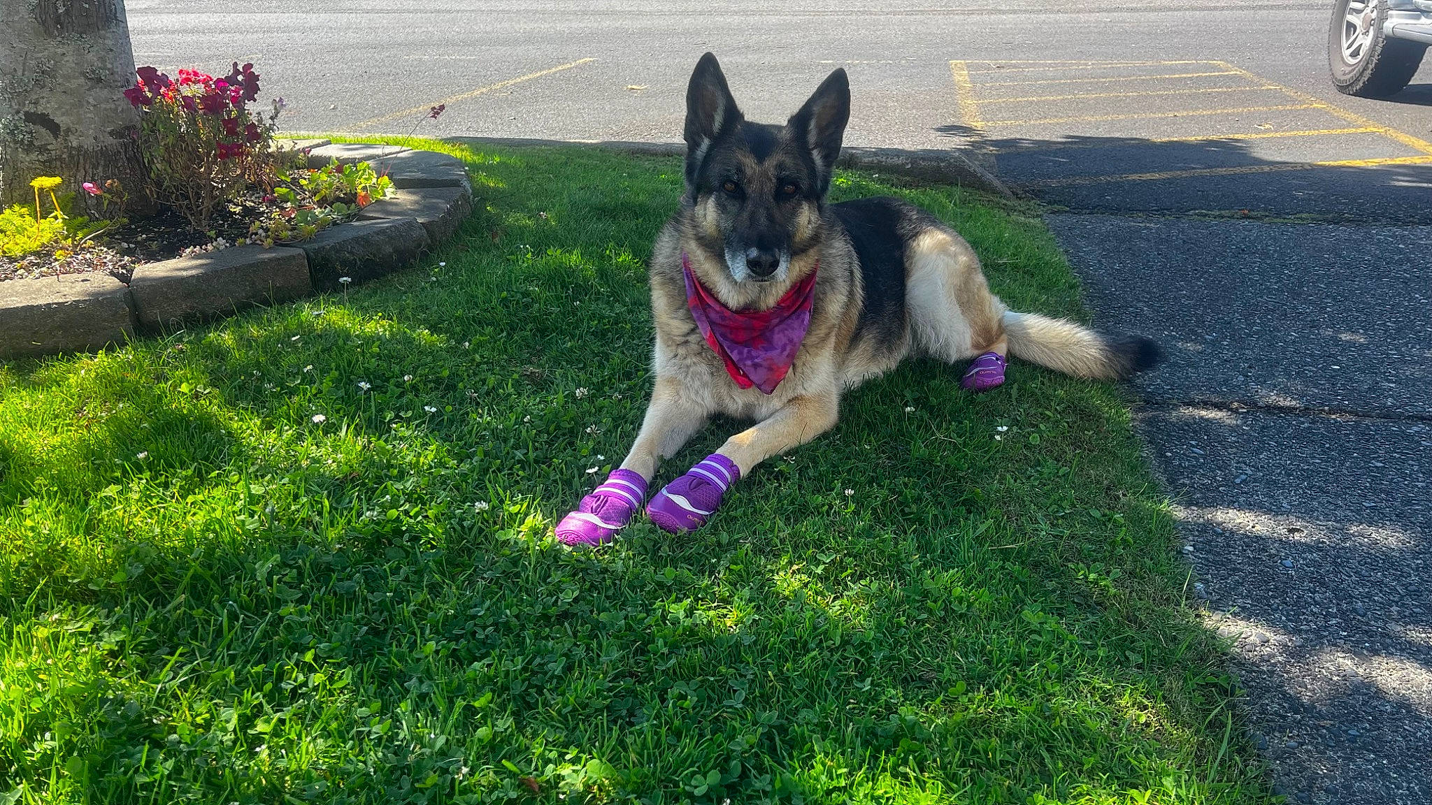 Anni joined the competition — help win amazing prizes! asphalt, canidae, carnivore, companion_dog, dog, dog_breed, dog_supply, east_european_shepherd, garden, german_shepherd_dog, grass, groundcover, herding_dog, king_shepherd, lawn, plant, road_surface, sidewalk, sporting_group, tail