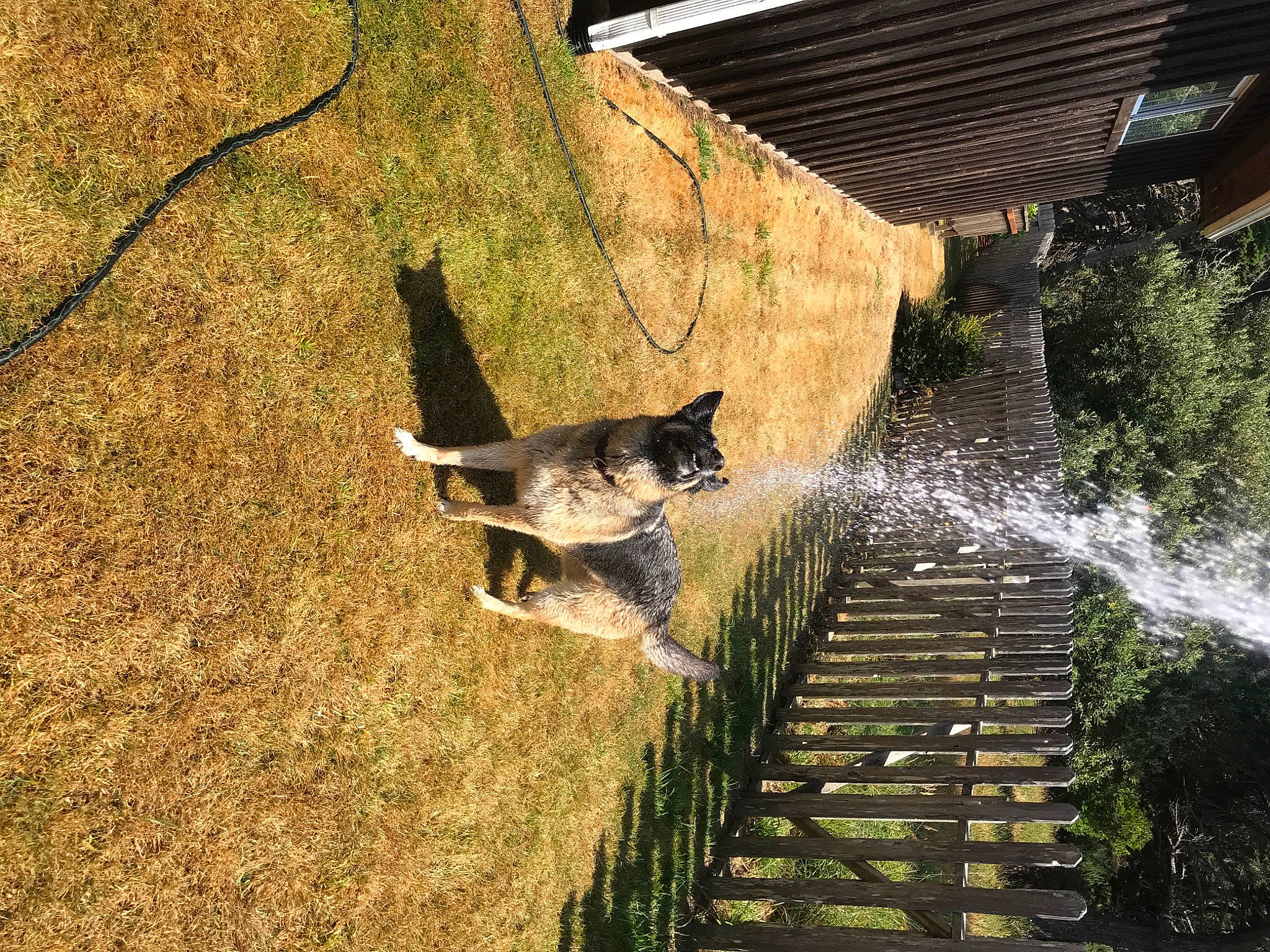 Anni joined the competition — help win amazing prizes! felidae, font, fountain, grass, landscape, leisure, plant, reflection, rock, shadow, shrub, stairs, tail, tints_and_shades, tree, water, water_feature, wildlife, wood