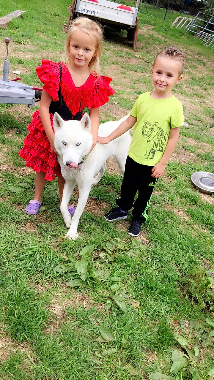 Shadow a rejoint le concours — aidez-le/la à gagner de superbes lots ! child, dog_breed_group, dog_like_mammal, fun, grass, joy, lawn, mammal, person, plant, play, siberian_husky, vertebrate