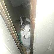 Ender is registered to the contest to win money with this photo: animal, black_and_white, cat, close_up, curious, door, face, feline, floor, gap, indoor, light, narrow_space, peeking, shadow, texture, wall, whiskers, wood, yellow_eyes