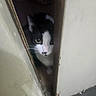 Ender is registered to the contest to win money with this photo: alert, animal, black_and_white, cat, close_up, curious, door_gap, feline, floor, hidden, indoor, narrow_space, nose, peeking, pet, quiet, whiskers, wooden_door, yellow_eyes