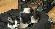 Ender is registered to the contest to win money with this photo: animal, black_and_white, cat, comfortable, cozy, domestic, feline, fur, home, indoor, nap, pet_bed, plastic_crate, quiet, relaxed, resting, sleeping, sock, soft, wooden_floor