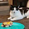 Ender joined the competition — help win amazing prizes! animal, black_and_white, blue_plate, blurred, carpet, cat, cozy, curious, domestic, focus, food, furniture, home, indoor, lying_down, pet, relaxed, resting, sandwich, table
