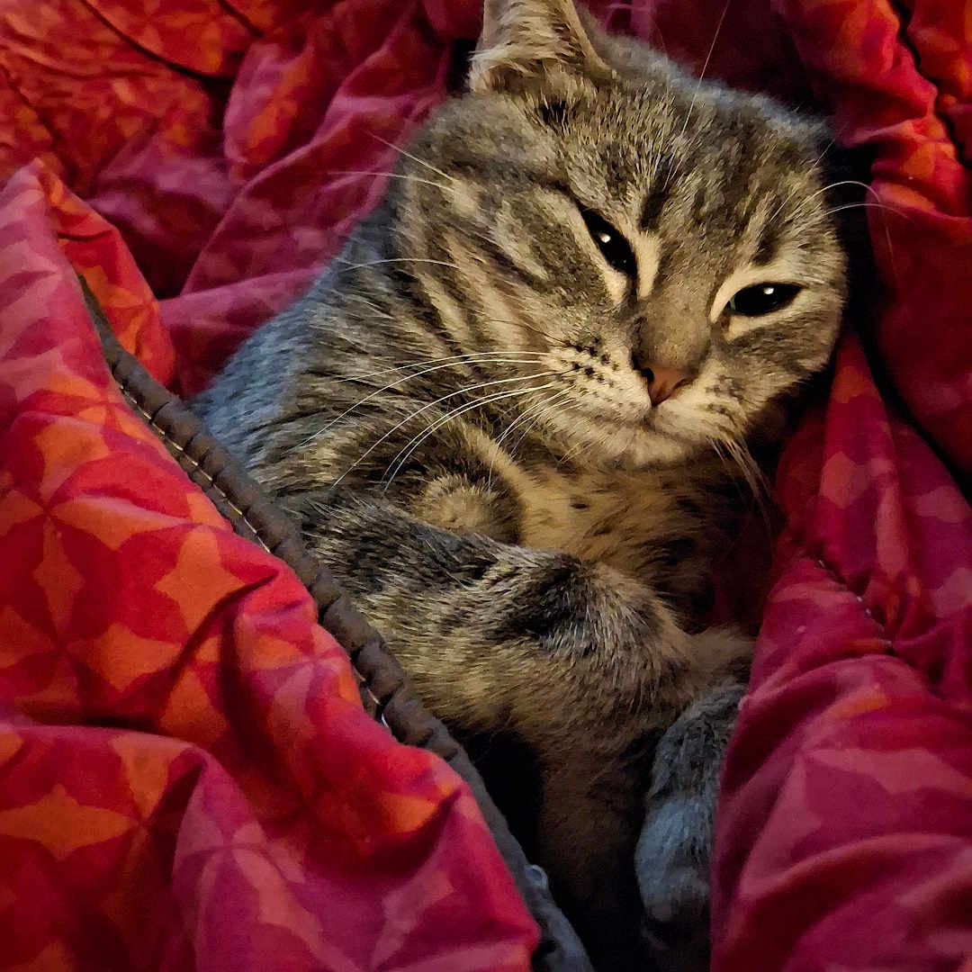 Vicky participe au concours pour gagner de l'argent avec cette photo : abyssinian, animal, bed, blanket, cat, couch, cushion, furniture, homedecor, kitten, manx, person, pet, quilt, siamese, sleeping, velvet