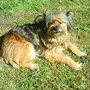 Poupie a rejoint le concours — aidez-le/la à gagner de superbes lots ! dog, grass, outdoor, sunlight, fur, pet, animal, canine, lying_down, nature, scruffy, fluffy, daylight, relaxed, muzzle, ears, paw, tongue, smile, shadow