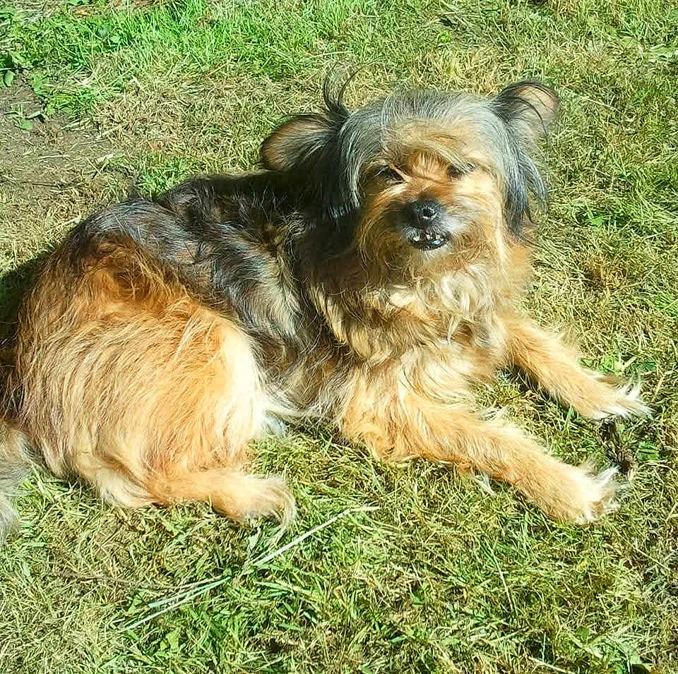 Poupie a rejoint le concours — aidez-le/la à gagner de superbes lots ! dog, grass, outdoor, sunlight, fur, pet, animal, canine, lying_down, nature, scruffy, fluffy, daylight, relaxed, muzzle, ears, paw, tongue, smile, shadow