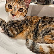 Cora is registered to the contest to win money with this photo: animal, black, brown, calico_cat, cat, closeup, curious, domestic_cat, eyes, faucet, fur, indoor, orange, pet, relaxed, sink, striped, tail, whiskers, white