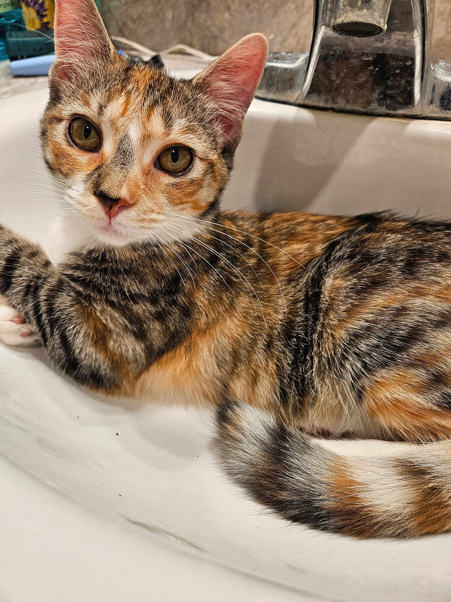 Cora
