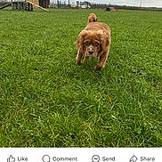 Coco is registered to the contest to win money with this photo: dog, brown_dog, grass, field, outdoor, cloudy_sky, wooden_shed, farm, animal, pet, canine, nature, rural, fence, greenery, daytime, walking, curious, grassland, sky