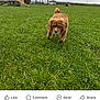 dog, brown_dog, grass, field, outdoor, cloudy_sky, wooden_shed, farm, animal, pet, canine, nature, rural, fence, greenery, daytime, walking, curious, grassland, sky
