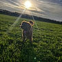 Coco joined the competition — help win amazing prizes! dog, grass, field, sun, sunlight, outdoor, sky, clouds, nature, pet, animal, sunrays, collar, daylight, greenery, canine, fence, backlit, landscape, playful