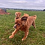 Coco is registered to the contest to win money with this photo: dog, running, grass, outdoor, field, ears_flapping, motion_blur, brown_dog, canine, nature, sky, cloudy, animal, playful, pet, energetic, landscape, grass_field, daytime, active