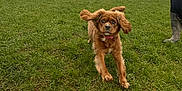 Coco joined the competition — help win amazing prizes! dog, running, grass, outdoor, field, cloudy_sky, wooden_shed, fence, pet, brown_dog, canine, ears_floppy, collar, person_partial, boots, nature, animal, daylight, playful, energy