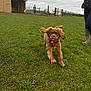 dog, running, grass, outdoor, field, cloudy_sky, wooden_shed, fence, pet, brown_dog, canine, ears_floppy, collar, person_partial, boots, nature, animal, daylight, playful, energy