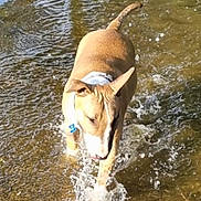 Jaxon joined the competition — help win amazing prizes! animal, brown, canine, collar, daytime, dog, happy, nature, outdoor, pet, playful, ripples, shallow_water, splashing, summer, sunlight, walking, water, wet, white