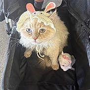 Shiro joined the competition — help win amazing prizes! cat, fluffy_cat, bunny_hat, knitted_hat, pet, indoor, carrier, stroller, plush_toy, white_cat_toy, cute, adorable, looking_up, animal, feline, pet_accessory, soft_toy, black_carrier, curious, domestic_animal