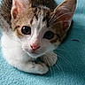 Bessie participe au concours pour gagner de l'argent avec cette photo : kitten, cat, pet, animal, feline, cute, whiskers, ears, eyes, nose, fur, tabby, white, resting, blanket, indoor, closeup, small, young, curious