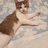 Bessie participe au concours pour gagner de l'argent avec cette photo : kitten, cat, pet, animal, feline, tabby, white_fur, lying_down, bed, blanket, floral_pattern, cute, indoor, resting, young_cat, pink_nose, whiskers, ears, paws, curious