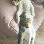 Bessie participe au concours pour gagner de l'argent avec cette photo : calm, cat, cozy, cushion, cute, domestic_animal, feline, floor, fur, indoor, napping, pet, pink, relaxed, resting, sleeping, soft, striped_tail, tabby, white_fur