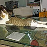 animal, calm, cat, coasters, decor, domestic_cat, flat_surface, furniture, glass_table, household_items, indoor, living_room, pet, relaxation, relaxed, resting, stretching, tabby_cat, tabletop, white_paws