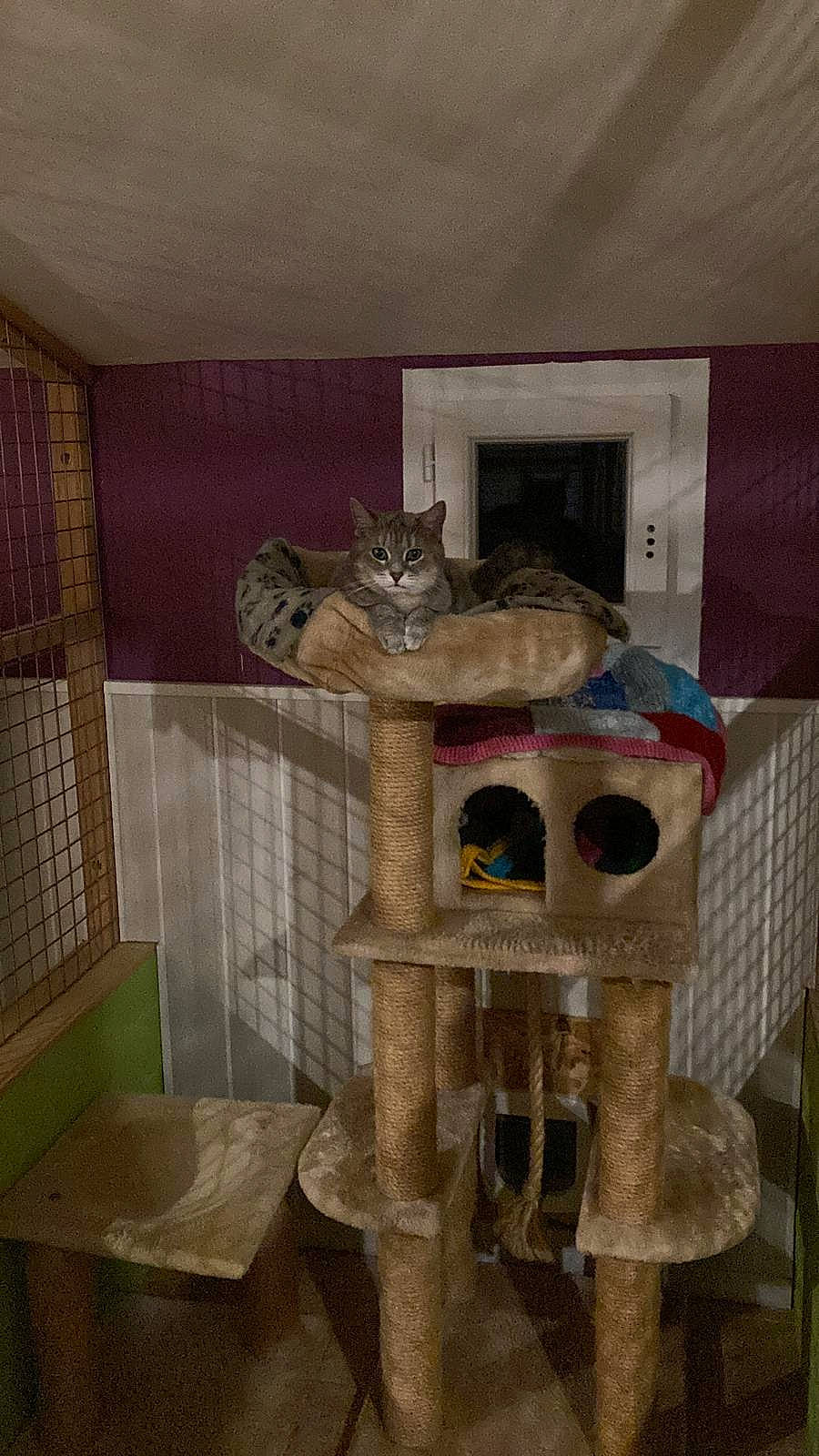 Elya a rejoint le concours — aidez-le/la à gagner de superbes lots ! cage, cardboard, carnivore, cat, cat_furniture, cat_supply, curtain, domestic_short_haired_cat, felidae, flooring, home, pet_supply, picture_frame, plant, room, shelf, shelving, small_to_medium_sized_cats, whiskers, wood