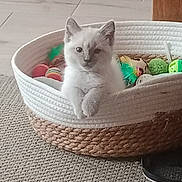 Alya a rejoint le concours — aidez-le/la à gagner de superbes lots ! kitten, cat, basket, toys, indoor, floor, pet, cute, feline, animal, cozy, woven_basket, curious, small, young, domestic_cat, resting, playful, home, fur